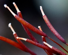 Syntrichia ruralis