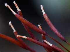 Syntrichia ruralis