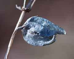 Erythranthe alsinoides