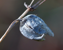 Erythranthe alsinoides