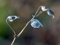 Erythranthe alsinoides