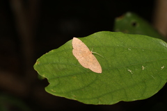 Cyclophora obstataria