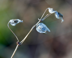 Erythranthe alsinoides