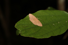 Cyclophora obstataria