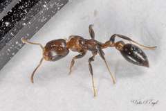 Pseudomyrmex ejectus
