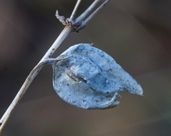 Erythranthe alsinoides