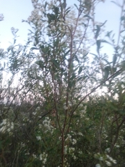 Escallonia megapotamica