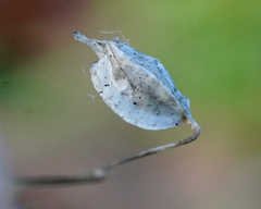 Erythranthe alsinoides