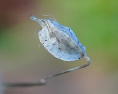 Erythranthe alsinoides