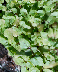 Erythranthe alsinoides