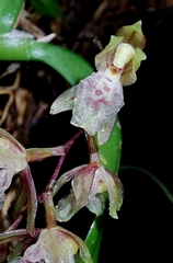 Leochilus oncidioides