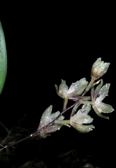 Leochilus oncidioides