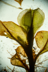 Cinclidium subrotundum