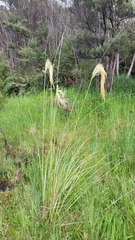 Austroderia richardii