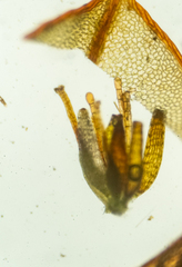 Cinclidium subrotundum