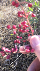 Symphoricarpos orbiculatus
