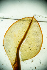 Cinclidium subrotundum