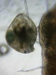 Chydorus