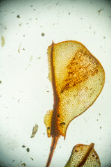 Cinclidium subrotundum