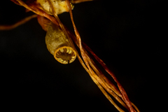 Cinclidium subrotundum