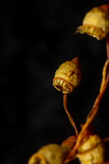 Cinclidium subrotundum