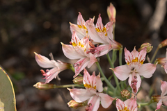 Alstroemeria