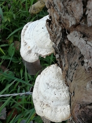 Trametes lactinea