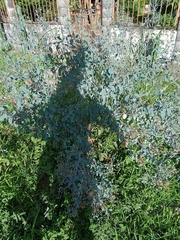 Eucalyptus cinerea