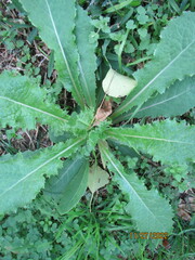 Sonchus asper