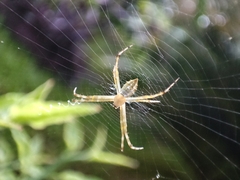 Argiope