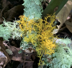 Teloschistes flavicans
