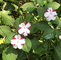 Impatiens