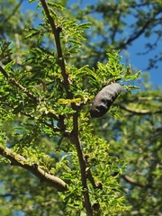 Vachellia farnesiana