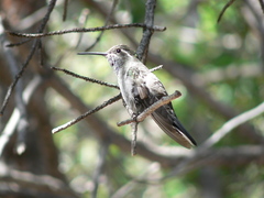 Lampornis clemenciae