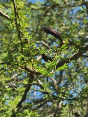 Vachellia farnesiana