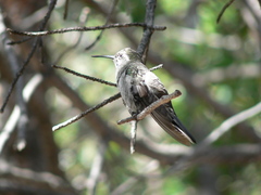 Lampornis clemenciae