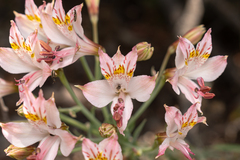 Alstroemeria