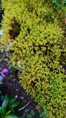 Dichodontium pellucidum