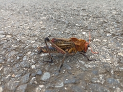 Taeniopoda varipennis