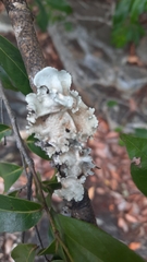 Parmotrema hypotropum