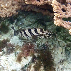 Epinephelus daemelii