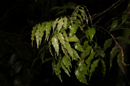 Image of Lepiderema pulchella by (c) Greg Tasney, some rights reserved (CC BY-SA)