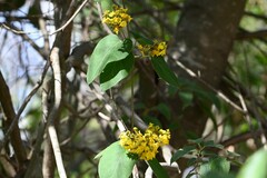 Stigmaphyllon bonariense