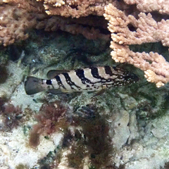 Epinephelus daemelii