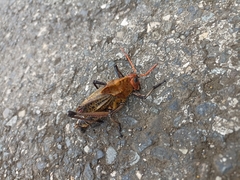 Taeniopoda varipennis