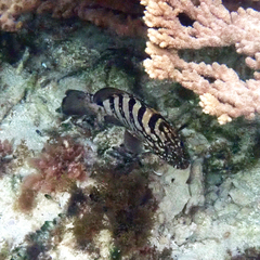Epinephelus daemelii