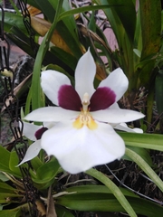 Miltoniopsis roezlii