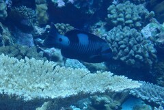 Gracila albomarginata