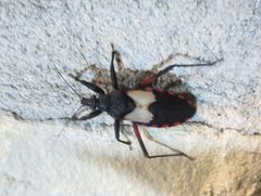 Microtomus purcis