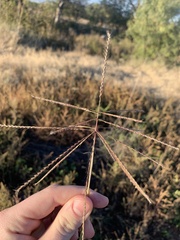 Chloris verticillata